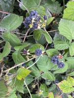 FRUIT
